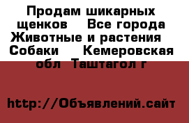 Продам шикарных щенков  - Все города Животные и растения » Собаки   . Кемеровская обл.,Таштагол г.